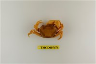 藏品(太魯閣澤蟹)的圖片